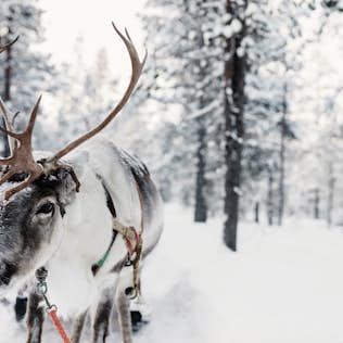 A reindeer with a full set of antlers stands in a snowy forest, wearing a harness, surrounded by snow-covered trees.