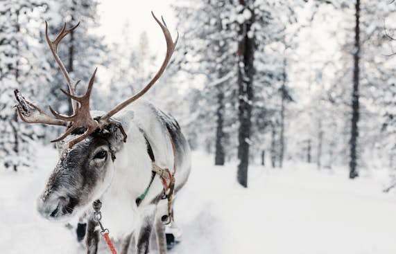 Reindeer sleigh ride in Peisey-Vallandry activity 