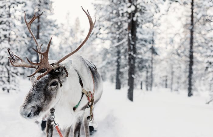 Reindeer sleigh ride in activities section of Peisey-Vallandry 