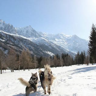 Two dogs playing in a snowy landscape with pine trees and distant mountain peaks under a clear blue sky.