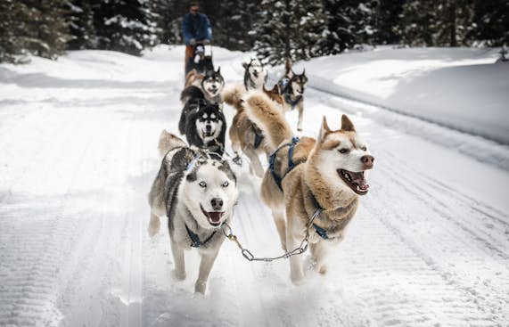 Learn how to drive sledge dogs in Chamonix