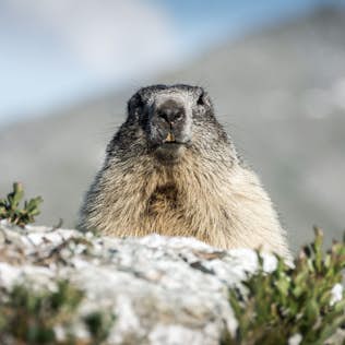 A marmot sitting on a rock against a blurry mountain background, peering directly into the camera.