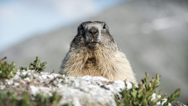 Fluffy marmot looking out to pose for the photograph