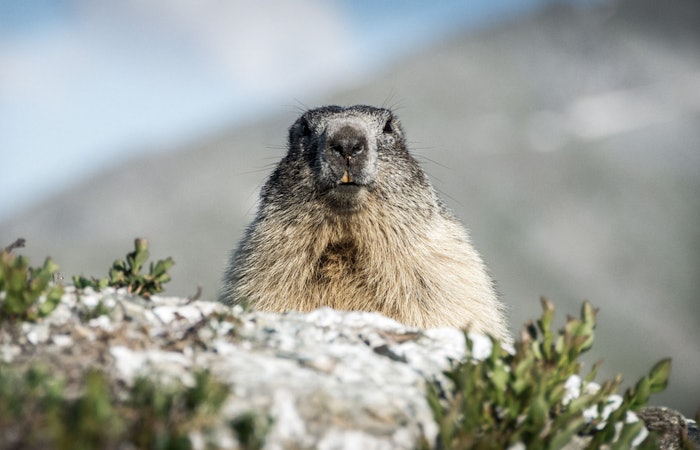 Marmotte duveteuse regardant dehors pour poser pour la photo