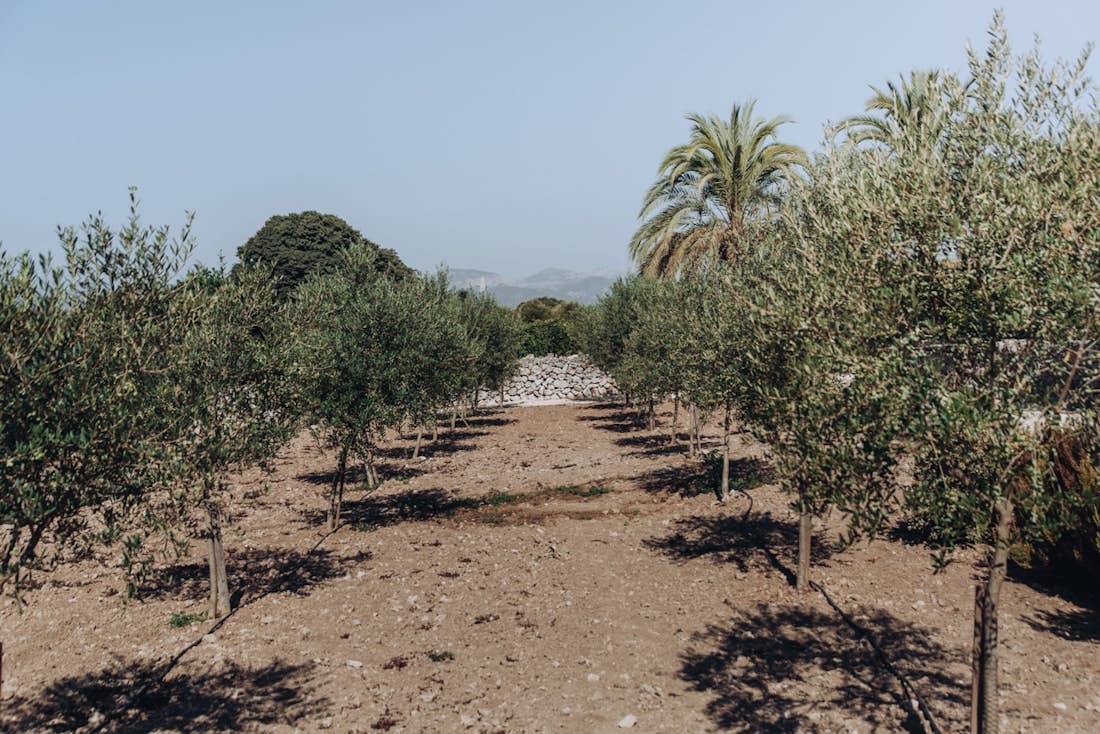 oliviers dans propriété  Majorque
