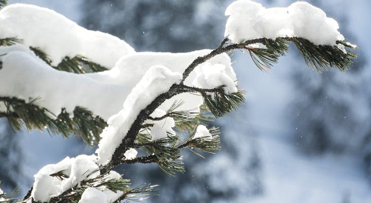 Frozen coat of snow on fir trees in La Plagne 