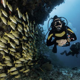 Scuba diver swimming alongside a large school of yellow-striped fish near a coral reef under clear blue water.