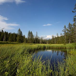 A serene landscape featuring a small pond surrounded by lush green grass and tall trees under a clear blue sky with distant mountains.