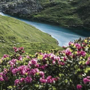 Lush hillside with vibrant pink flowers in the foreground, overlooking a serene blue alpine lake with a small house nearby.
