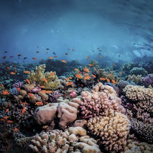 Vibrant underwater scene showing a coral reef with diverse corals and small orange fish, under a dark blue ocean with light filtering through.
