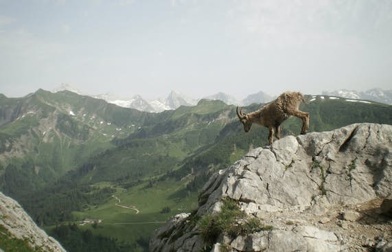 Discover wildlife in Chamonix-Mont-Blanc 