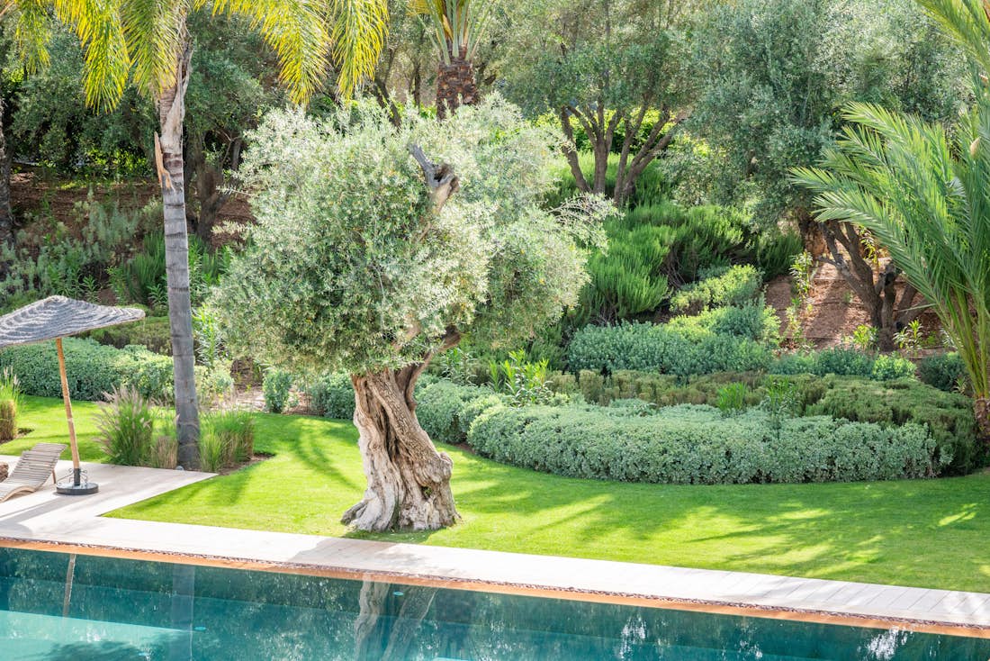 Old olive tree near the private pool of at Zagora private villa in Marrakech