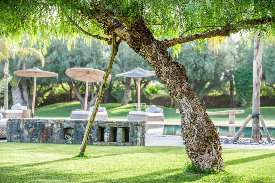 Old olive tree in the private garden of Marhba luxury private villa in Marrakech