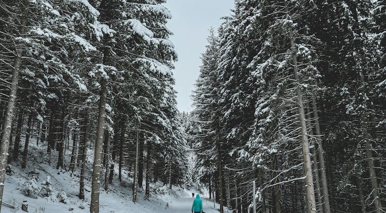 A person is skiing down a snowy path in the woods.