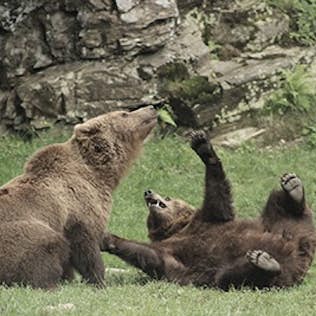 Two brown bears playfully wrestling on grass with one lying on its back and the other sitting upright.