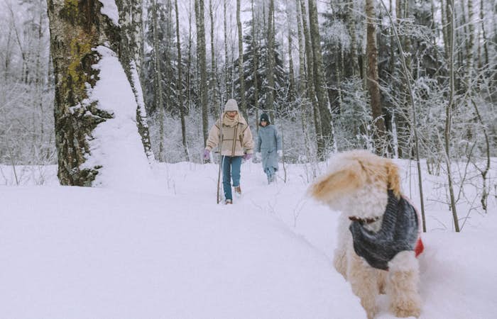 Walking through a snowy forest with your kids