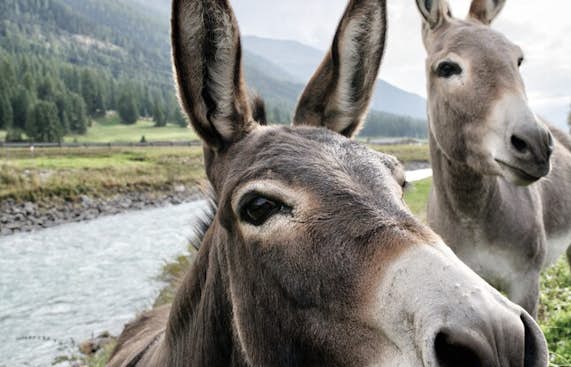 Walk with a donkey activity in Chamonix 