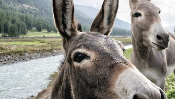 Walk with a donkey activity in Chamonix 