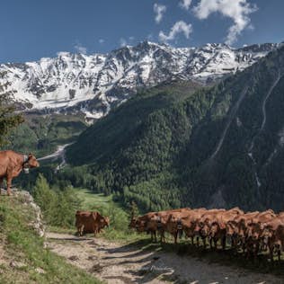 A herd of brown cows grazing on a lush hillside with snowy mountains in the background under a clear sky.
